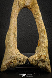 07574 - Top Rare 6.30 Inch Unidentified Dinosaur Chevron Bone Cretaceous KemKem Beds