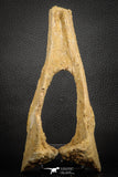 07574 - Top Rare 6.30 Inch Unidentified Dinosaur Chevron Bone Cretaceous KemKem Beds