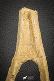 07574 - Top Rare 6.30 Inch Unidentified Dinosaur Chevron Bone Cretaceous KemKem Beds