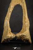 07574 - Top Rare 6.30 Inch Unidentified Dinosaur Chevron Bone Cretaceous KemKem Beds