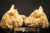 07574 - Top Rare 6.30 Inch Unidentified Dinosaur Chevron Bone Cretaceous KemKem Beds
