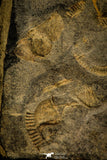30575 - Beautiful Mortality Plate of Trinucleus fimbriatus Ordovician Trilobites - UK