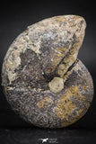05919 - Beautiful 1.92 Inch Unidentified Lower Jurassic Ammonite