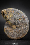05919 - Beautiful 1.92 Inch Unidentified Lower Jurassic Ammonite