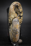 05919 - Beautiful 1.92 Inch Unidentified Lower Jurassic Ammonite