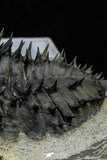 21551 - Top Huge Spiny 4.62 Inch Drotops armatus Middle Devonian Trilobite