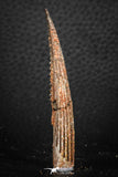 07579 - Great 2.62 Inch Hybodus Shark Dorsal Spine Cretaceous KemKem Beds