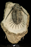 30582 - Top Rare 2.71 Inch Kayserops megaspina (Comura cometa) Middle Devonian Trilobite