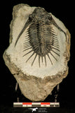 30582 - Top Rare 2.71 Inch Kayserops megaspina (Comura cometa) Middle Devonian Trilobite
