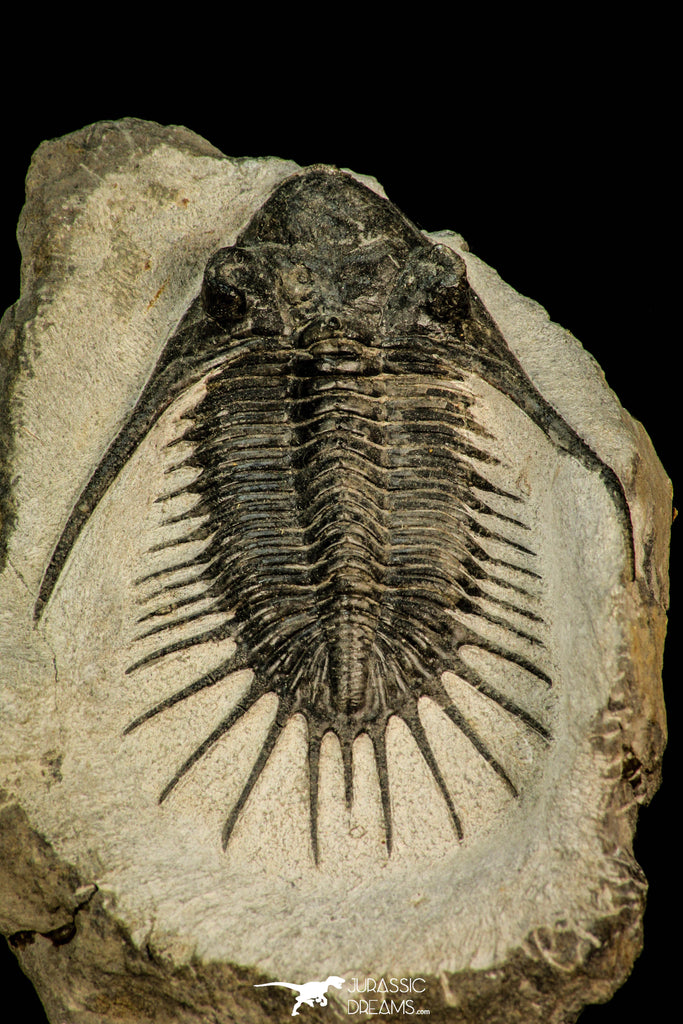 30582 - Top Rare 2.71 Inch Kayserops megaspina (Comura cometa) Middle Devonian Trilobite