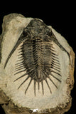 30582 - Top Rare 2.71 Inch Kayserops megaspina (Comura cometa) Middle Devonian Trilobite