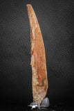 07580 - Great 5.39 Inch Hybodus Shark Dorsal Spine Cretaceous KemKem Beds