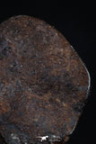 20468 - Taza (NWA 859) Iron Ungrouped Plessitic Octahedrite Meteorite 1.9g ORIENTED