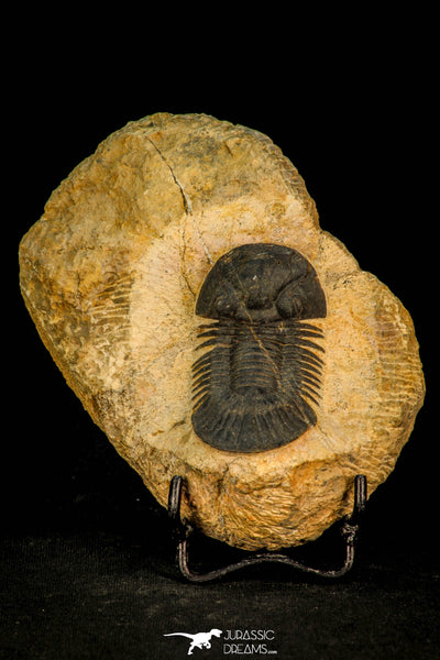 Beautiful Inch Scabriscutellum sp Middle Devonian Trilobite