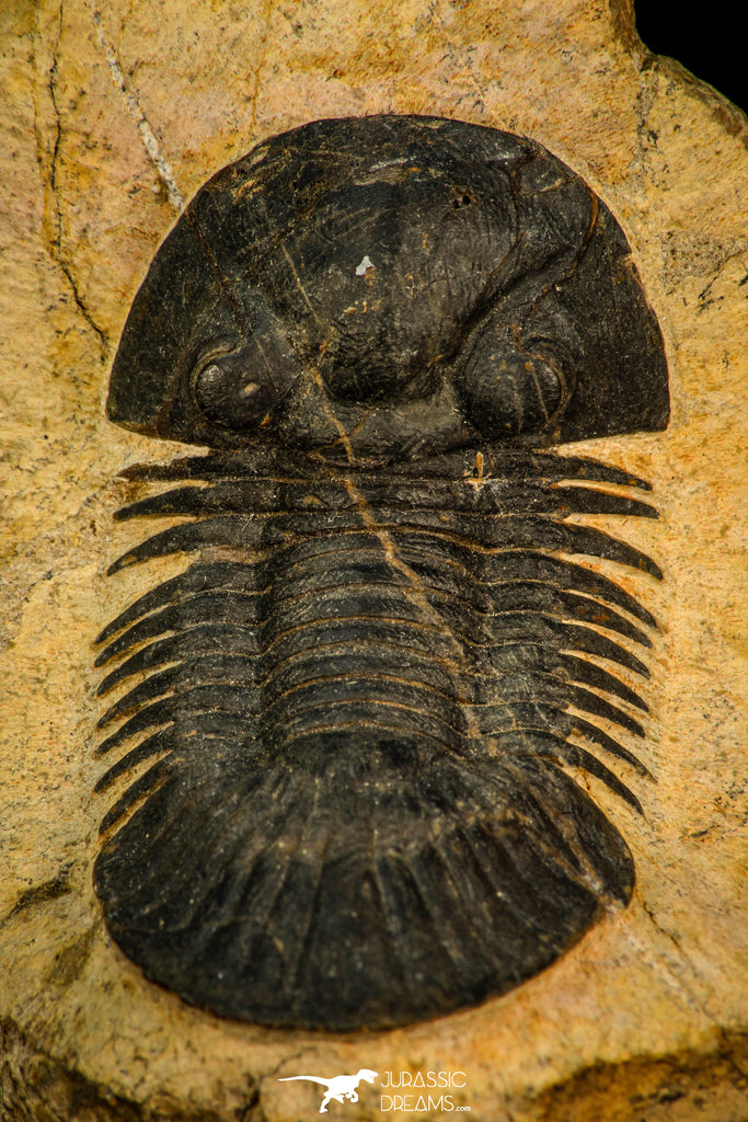 30584 - Beautiful 2.20 Inch Scabriscutellum sp Middle Devonian Trilobite