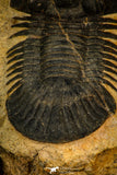 30584 - Beautiful 2.20 Inch Scabriscutellum sp Middle Devonian Trilobite