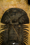 30584 - Beautiful 2.20 Inch Scabriscutellum sp Middle Devonian Trilobite
