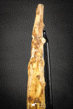 07582 - Great 8.78 Inch Hybodus Shark Dorsal Spine Cretaceous KemKem Beds