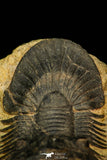 30584 - Beautiful 2.20 Inch Scabriscutellum sp Middle Devonian Trilobite