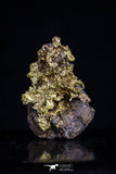 20469 - Top Beautiful Native Gold In Its Hydrothermal Quartz Matrix New Location Aouserd Occidental Sahara