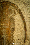 30585 - Nicely Preserved 2.41 Inch Apatokephalus sp Lower Ordovician Trilobite - Morocco