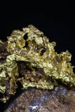 20469 - Top Beautiful Native Gold In Its Hydrothermal Quartz Matrix New Location Aouserd Occidental Sahara