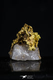 20469 - Top Beautiful Native Gold In Its Hydrothermal Quartz Matrix New Location Aouserd Occidental Sahara