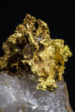 20469 - Top Beautiful Native Gold In Its Hydrothermal Quartz Matrix New Location Aouserd Occidental Sahara