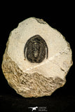 30587 - Beautiful 1.03 Inch Cornuproetus sp Middle Devonian Trilobite