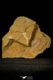 30588 - Top Rare 0.98 Inch Apatokephalus Lower Ordovician Trilobite - Fezouata Fm