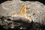 07584 - Premium Quality 0.76 Inch Cretolamna maroccana (mackerel shark) Tooth in Matrix