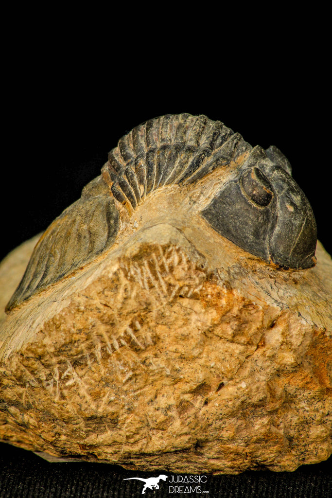 30589 - Top Quality 1.56 Inch Scabriscutellum sp Middle Devonian Trilobite