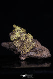 20471 - Top Beautiful Native Gold In Its Hydrothermal Quartz Matrix New Location Aouserd Occidental Sahara