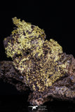 20471 - Top Beautiful Native Gold In Its Hydrothermal Quartz Matrix New Location Aouserd Occidental Sahara
