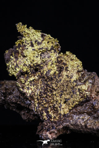 20471 - Top Beautiful Native Gold In Its Hydrothermal Quartz Matrix New Location Aouserd Occidental Sahara