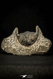 30590 - Beautiful 1.62 Inch Hollardops merocristata Middle Devonian Trilobite