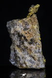 20472 - Top Beautiful Native Gold In Its Hydrothermal Quartz Matrix New Location Aouserd Occidental Sahara