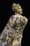 20472 - Top Beautiful Native Gold In Its Hydrothermal Quartz Matrix New Location Aouserd Occidental Sahara