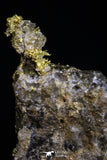 20472 - Top Beautiful Native Gold In Its Hydrothermal Quartz Matrix New Location Aouserd Occidental Sahara