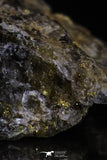 20472 - Top Beautiful Native Gold In Its Hydrothermal Quartz Matrix New Location Aouserd Occidental Sahara