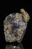 20473 - Top Beautiful Native Gold In Its Hydrothermal Quartz Matrix New Location Aouserd Occidental Sahara