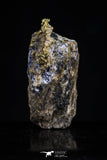 20473 - Top Beautiful Native Gold In Its Hydrothermal Quartz Matrix New Location Aouserd Occidental Sahara
