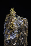 20473 - Top Beautiful Native Gold In Its Hydrothermal Quartz Matrix New Location Aouserd Occidental Sahara