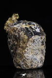 20473 - Top Beautiful Native Gold In Its Hydrothermal Quartz Matrix New Location Aouserd Occidental Sahara