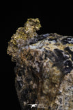 20473 - Top Beautiful Native Gold In Its Hydrothermal Quartz Matrix New Location Aouserd Occidental Sahara