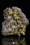 20474 - Top Beautiful Native Gold In Its Hydrothermal Quartz Matrix New Location Aouserd Occidental Sahara