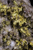 20474 - Top Beautiful Native Gold In Its Hydrothermal Quartz Matrix New Location Aouserd Occidental Sahara
