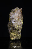 20474 - Top Beautiful Native Gold In Its Hydrothermal Quartz Matrix New Location Aouserd Occidental Sahara