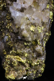 20474 - Top Beautiful Native Gold In Its Hydrothermal Quartz Matrix New Location Aouserd Occidental Sahara