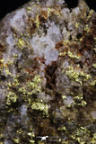 20474 - Top Beautiful Native Gold In Its Hydrothermal Quartz Matrix New Location Aouserd Occidental Sahara
